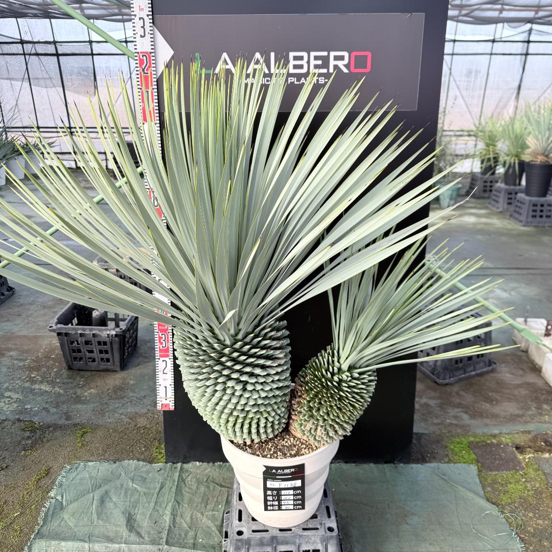 【AL-F1138】ユッカ　ロストラータ　バケモノ級　超超超極太　シルバー個体