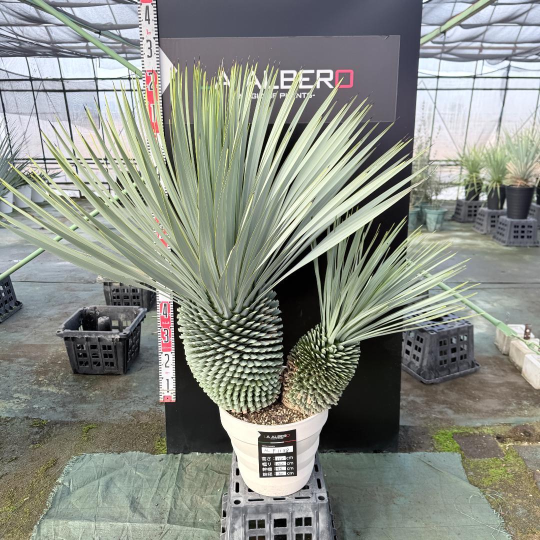 【AL-F1138】ユッカ　ロストラータ　バケモノ級　超超超極太　シルバー個体