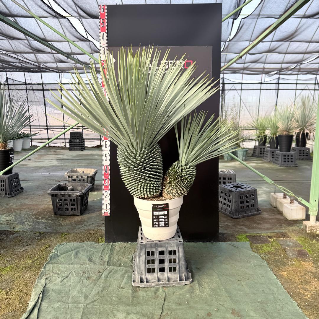 【AL-F1138】ユッカ　ロストラータ　バケモノ級　超超超極太　シルバー個体