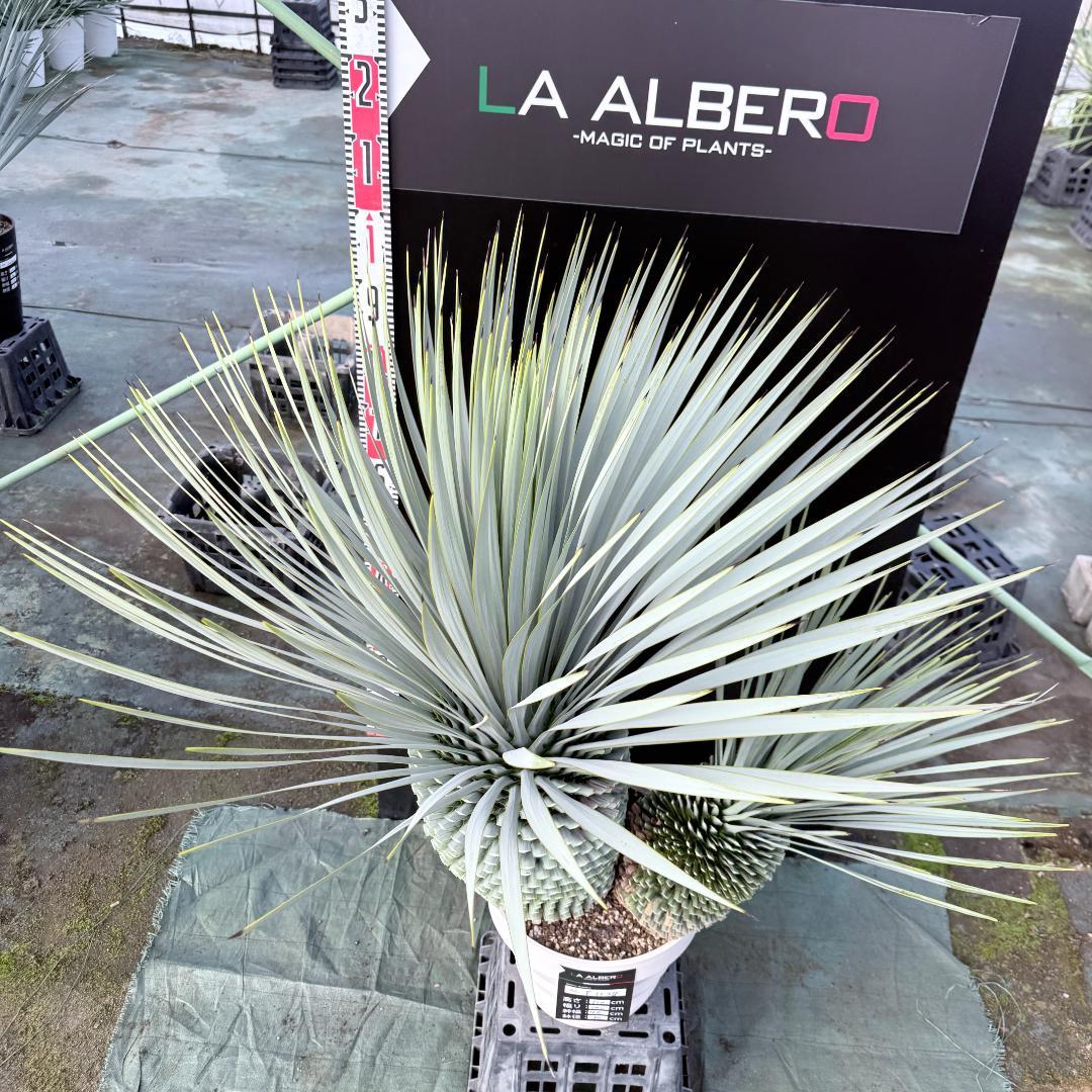 【AL-F1138】ユッカ　ロストラータ　バケモノ級　超超超極太　シルバー個体