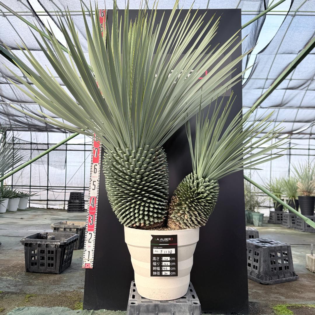 【AL-F1138】ユッカ　ロストラータ　バケモノ級　超超超極太　シルバー個体