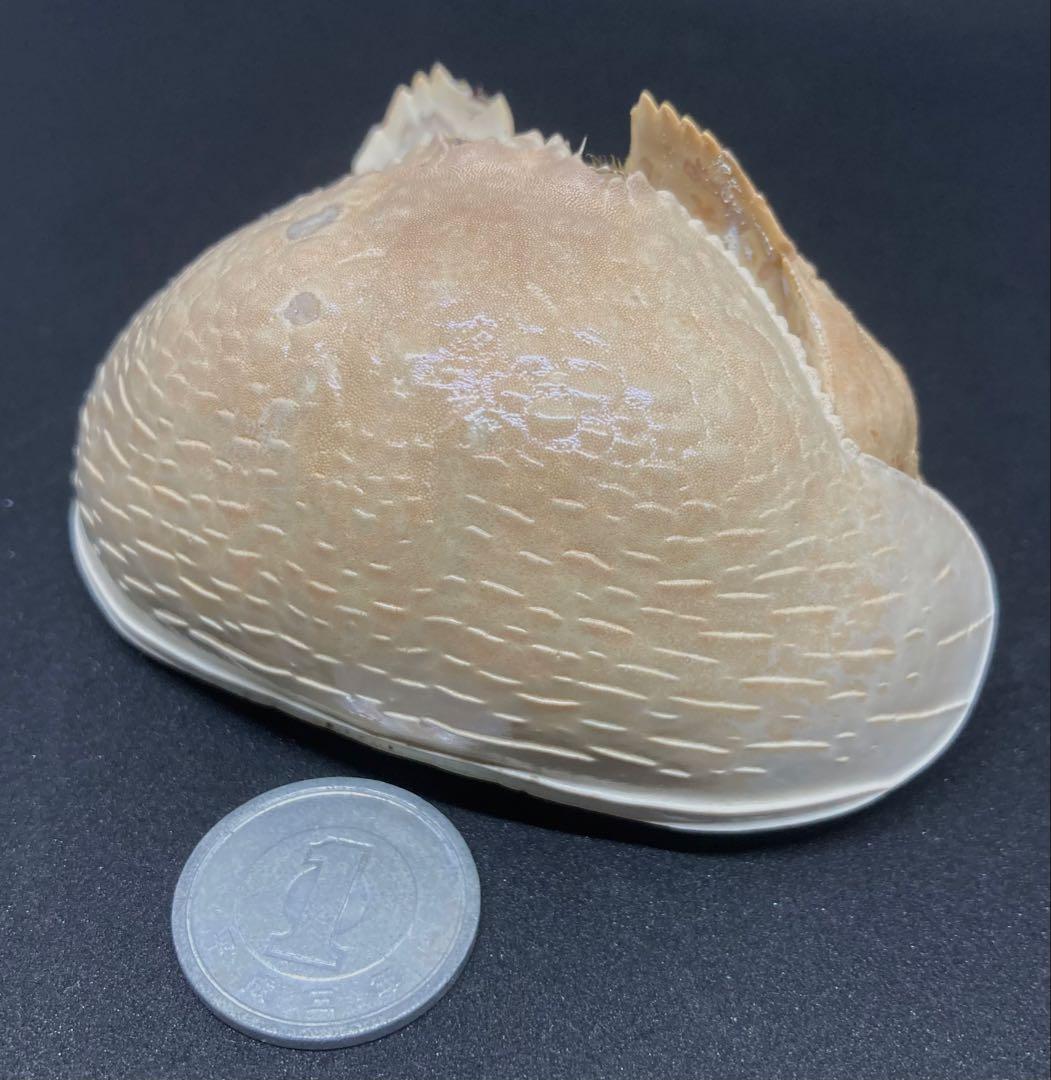 マルソデカラッパ 乾燥標本　カラッパ　カニ 標本