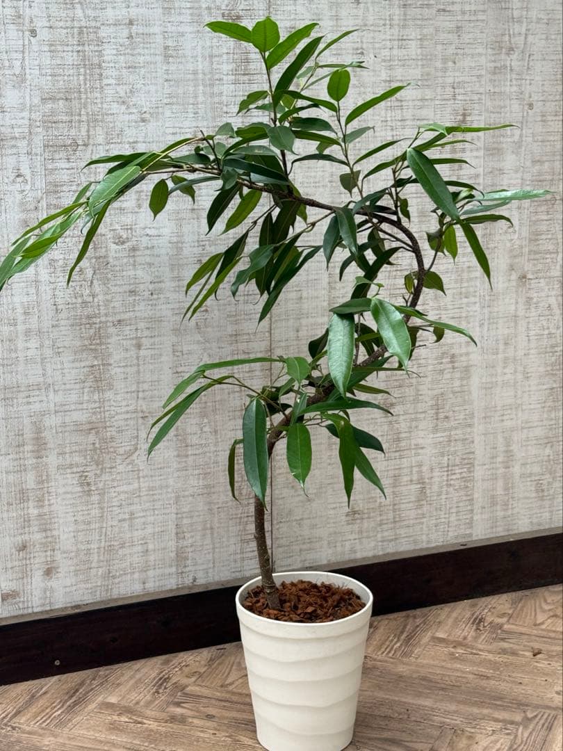 ☆フィカス アムステルダムキング♪ 曲がり仕立て 112cm♪