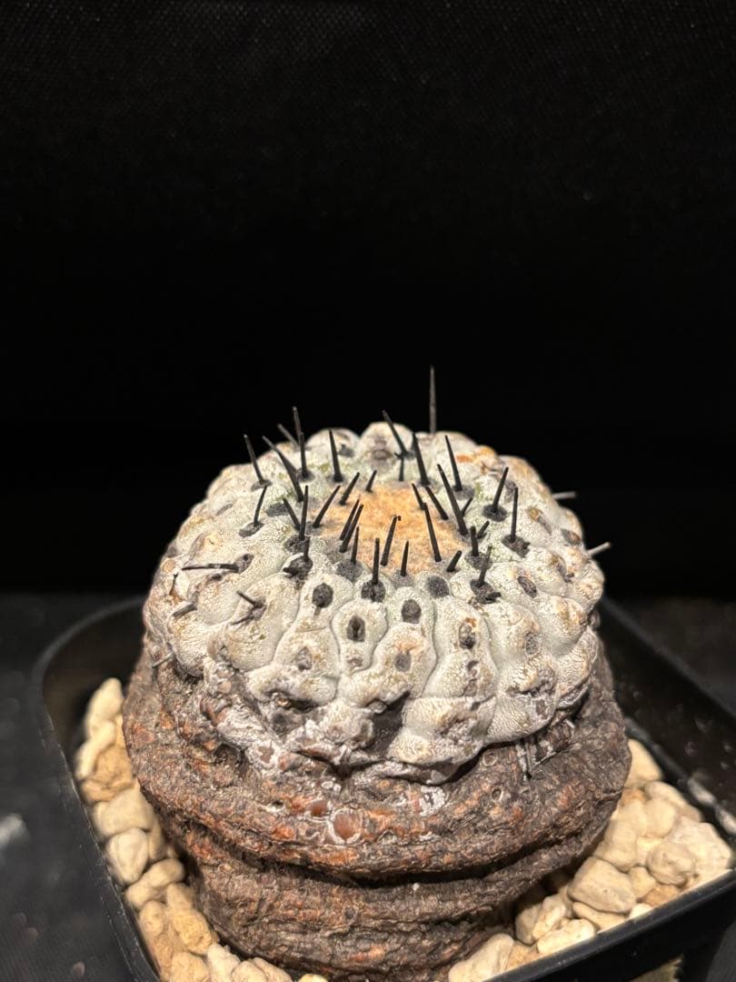 発根済み 孤竜丸 コピアポア コルムナアルバ