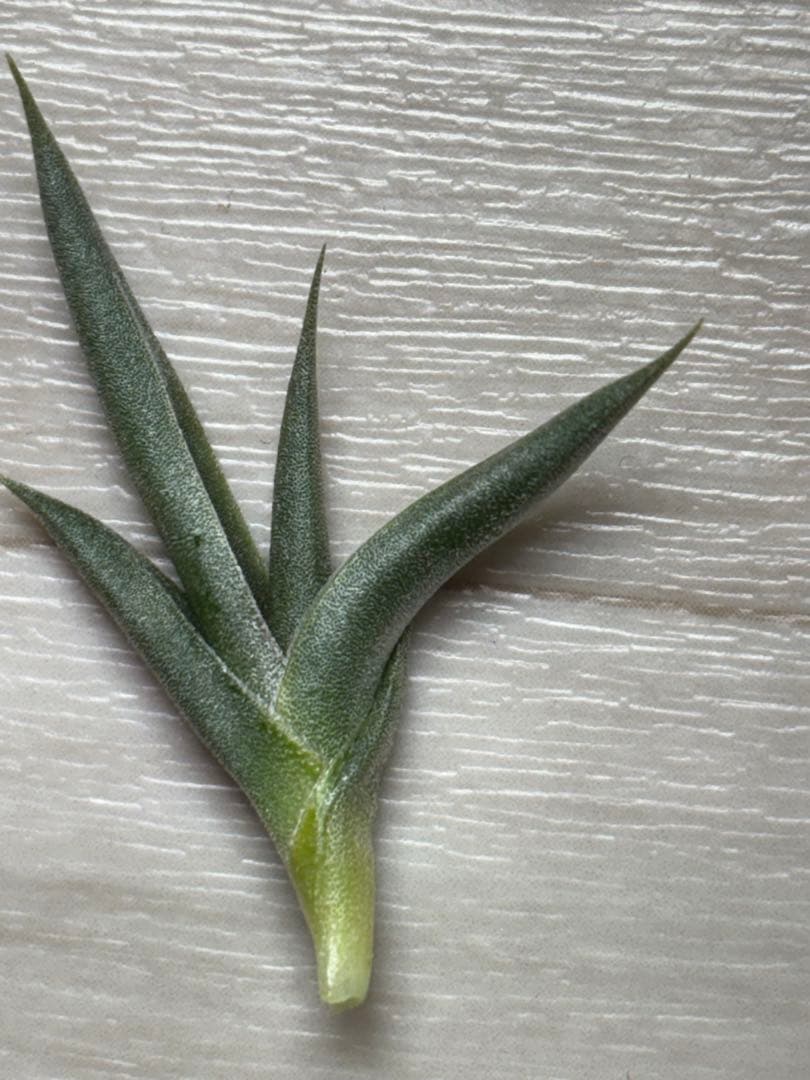 R*n様 Tillandsia tenebra