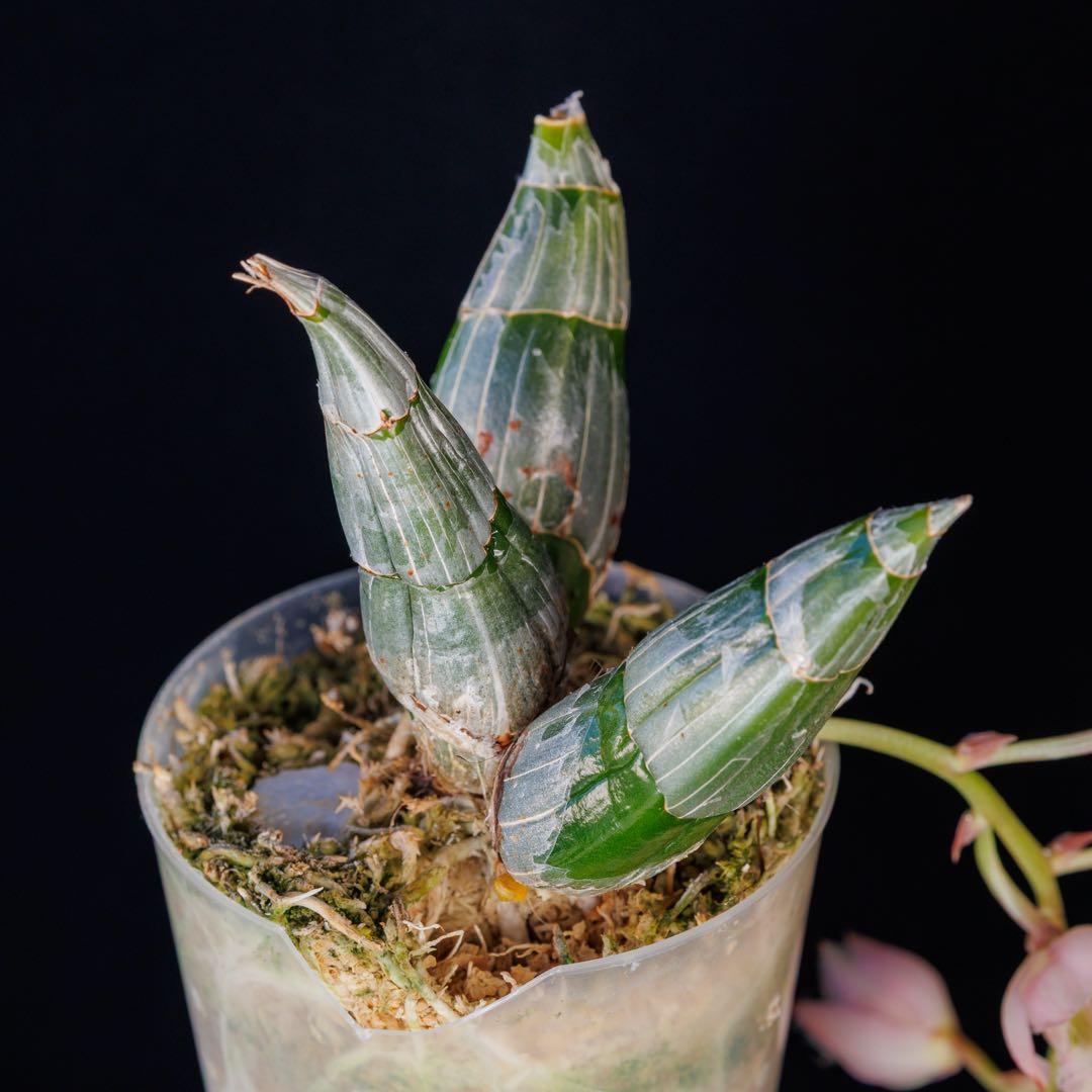 タケノコ蘭 Clowesia rosea SVO選別個体 カタセタム