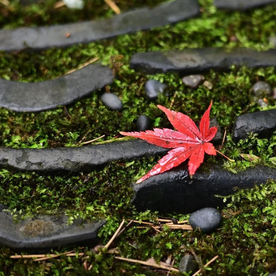 【美品】NIKKOR Z 50mm f/1.8 S 単焦点レンズ　S-Line