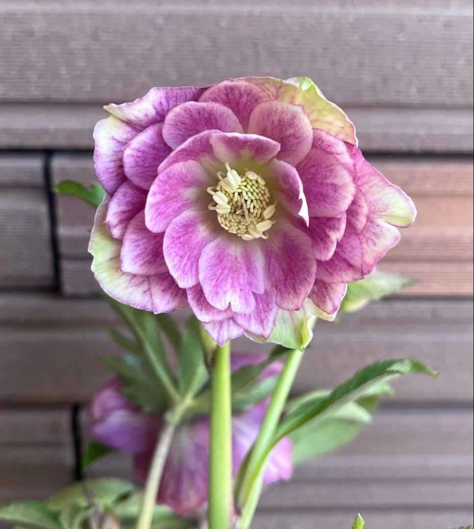 広瀬園芸 クリスマスローズ 多弁ピンクグラデーションdd