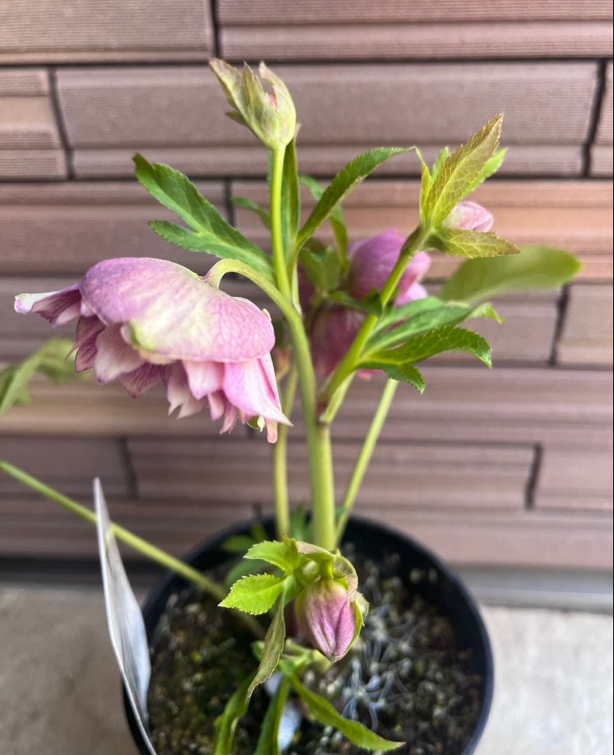 広瀬園芸 クリスマスローズ 多弁ピンクグラデーションdd