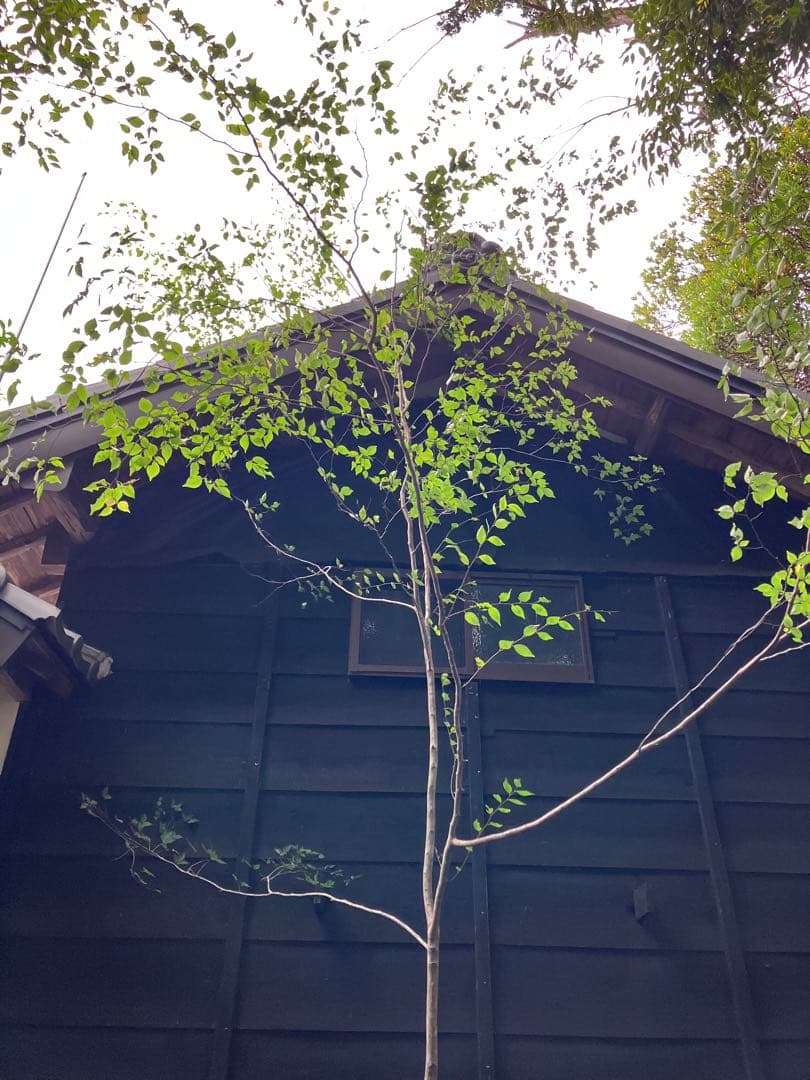 山採り　アカシデ　特大