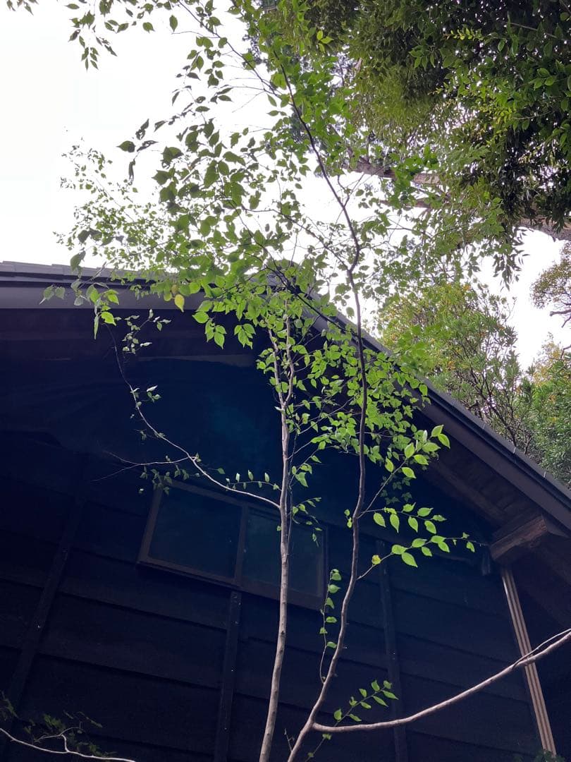 山採り　アカシデ　特大