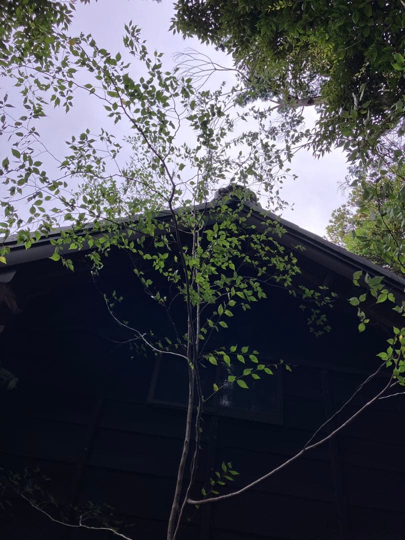 山採り　アカシデ　特大