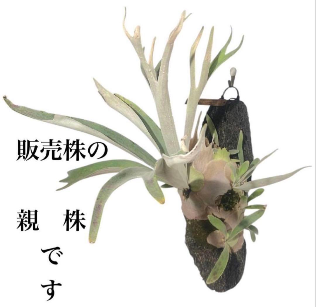 ビカクシダ P. veitchii 'Auburn ' from Lisaw OC