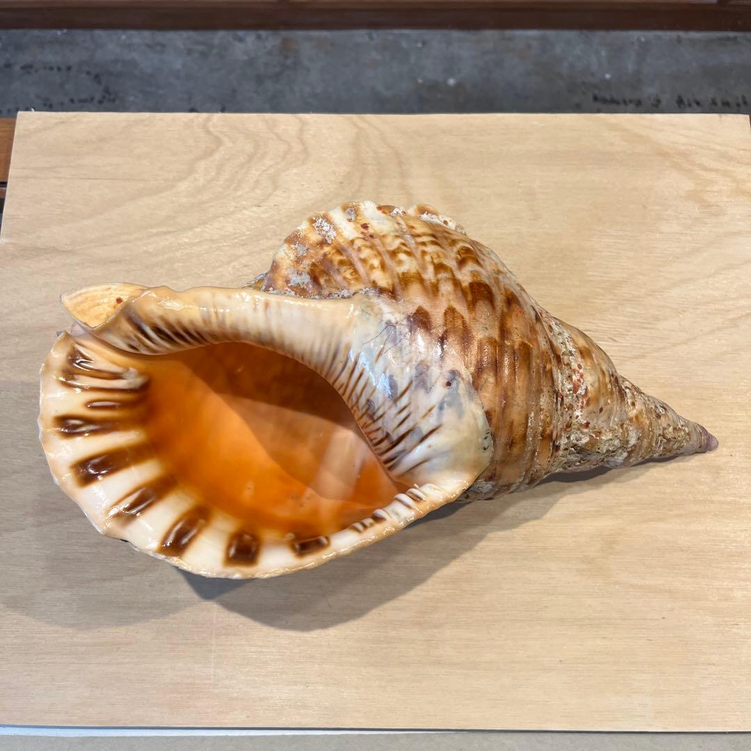 激レア　長崎県産　法螺貝　ホラガイ　1.28kg