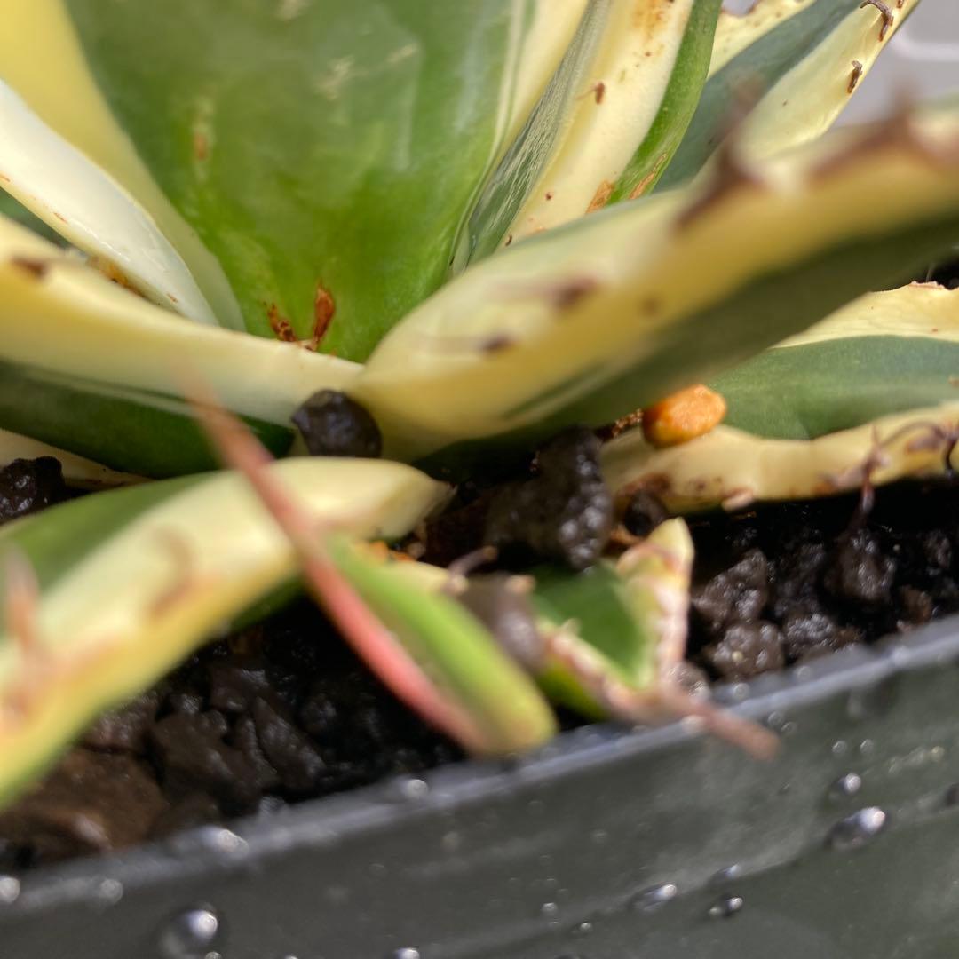 アガベ　スナグルトゥース　子株つき苗