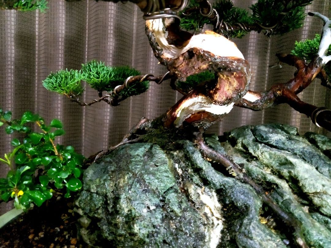 【石付　糸魚川真柏盆栽】　　　　　　　　　⭕最終価格 (値引き不可)