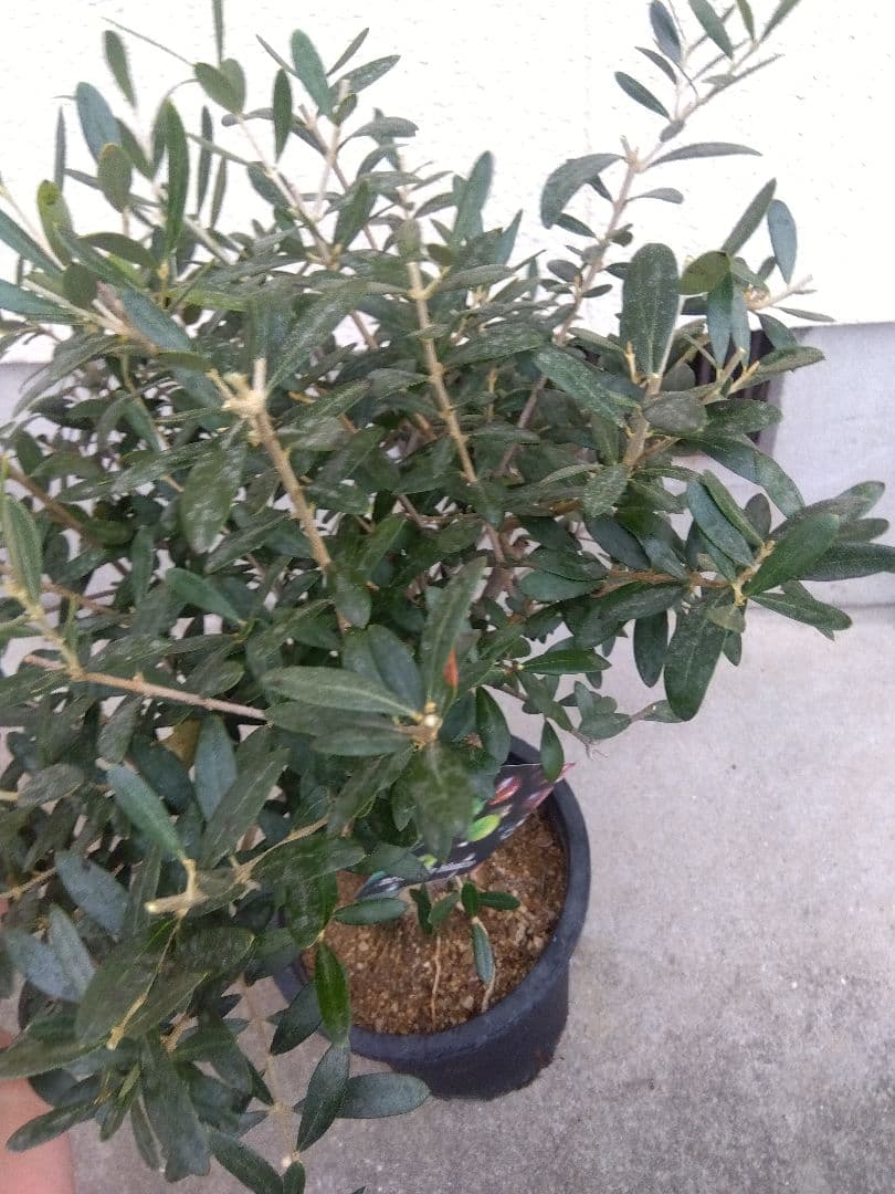 オリーブ　創樹　souju　ネバディロブランコ　8号鉢つき 極太❗　い