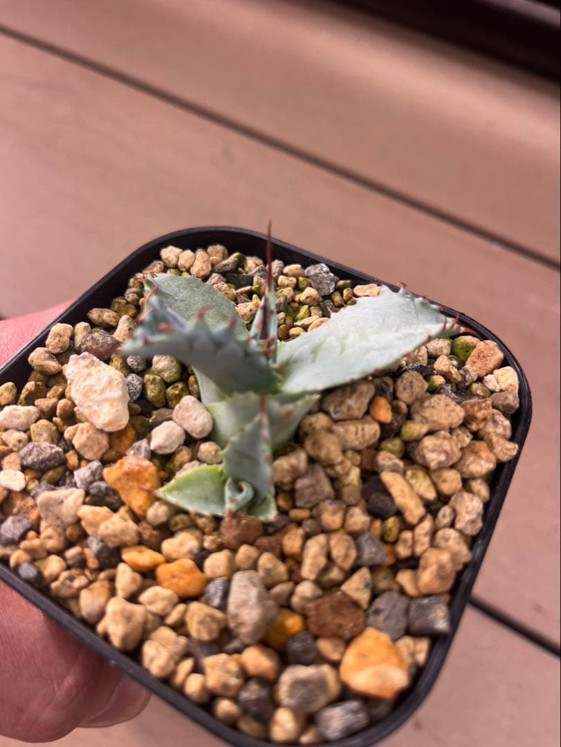 アガベ　パライシ（パラサナ×イシスメンシス）