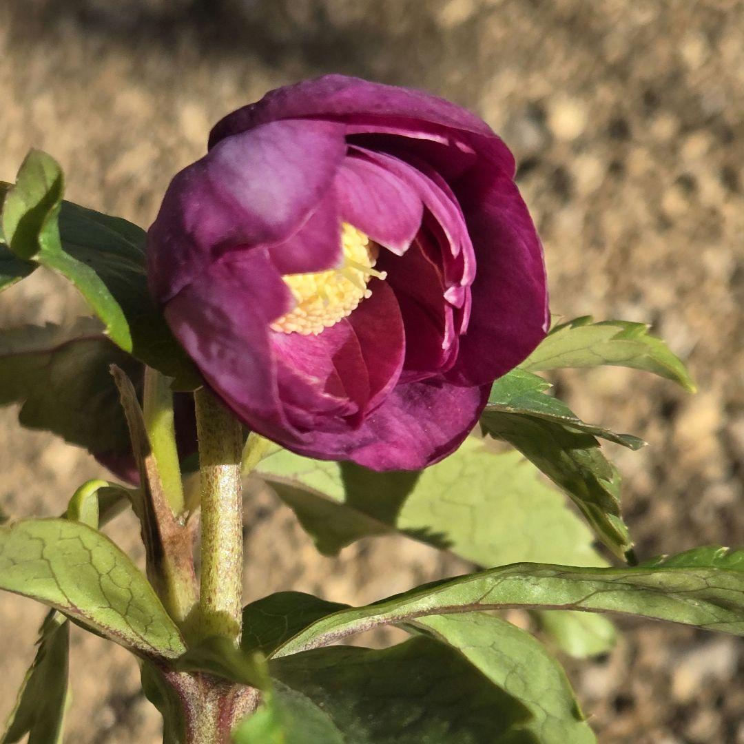 未株分　クリスマスローズ　多弁　ライト　ピンクゴールド　加藤農園