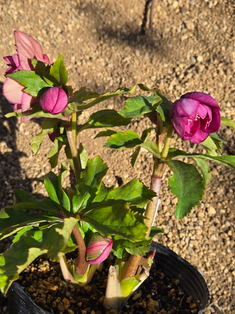 未株分　クリスマスローズ　多弁　ライト　ピンクゴールド　加藤農園