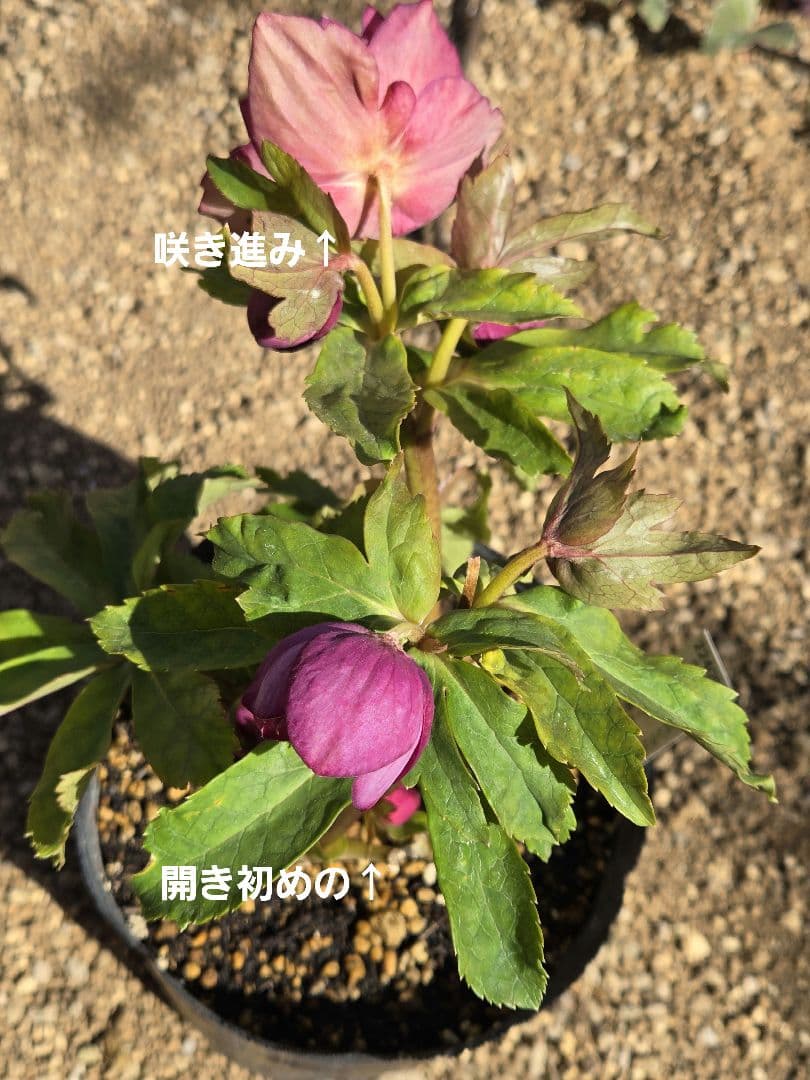 未株分　クリスマスローズ　多弁　ライト　ピンクゴールド　加藤農園