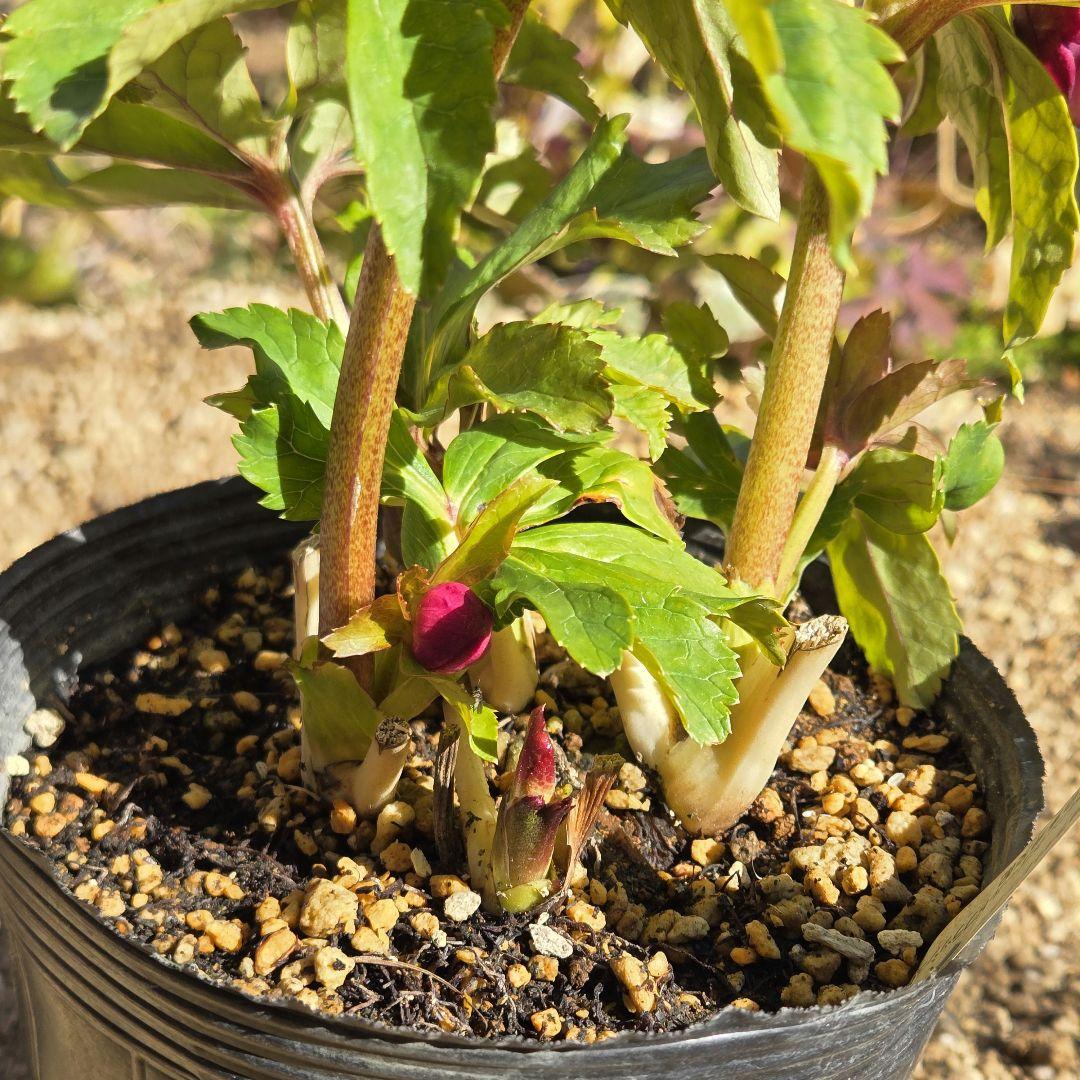 未株分　クリスマスローズ　多弁　ライト　ピンクゴールド　加藤農園