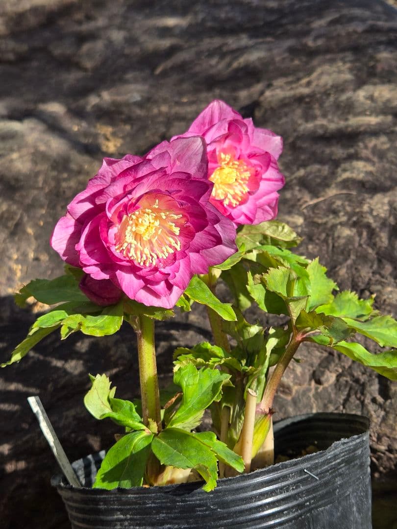 未株分　クリスマスローズ　多弁　ライト　ピンクゴールド　加藤農園