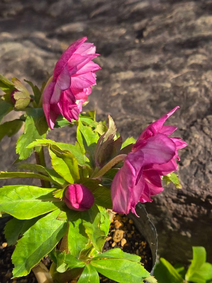 未株分　クリスマスローズ　多弁　ライト　ピンクゴールド　加藤農園
