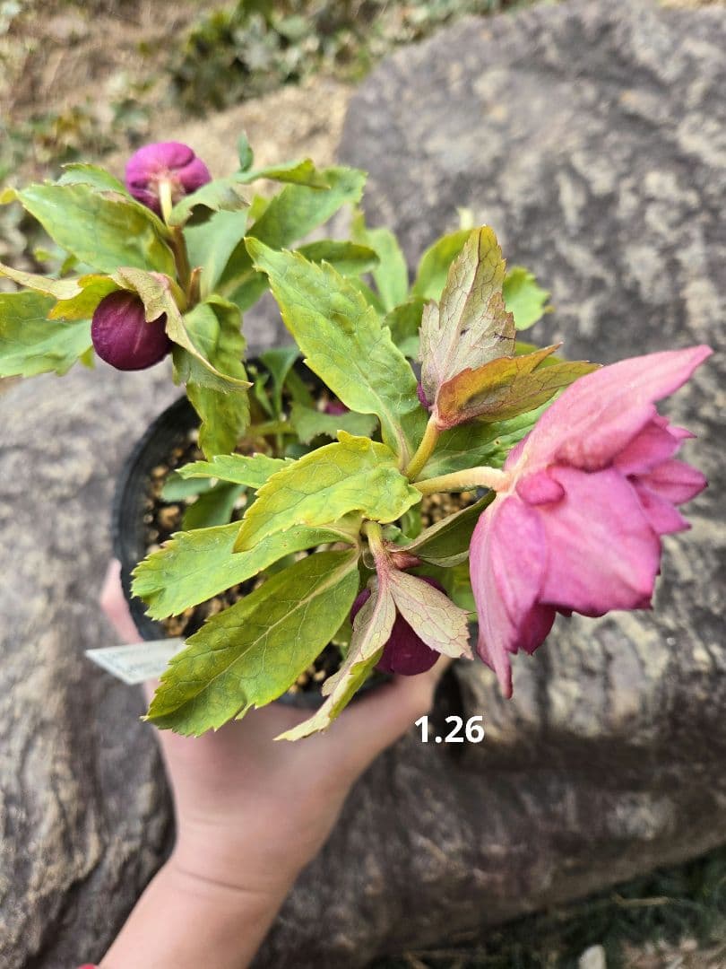 未株分　クリスマスローズ　多弁　ライト　ピンクゴールド　加藤農園