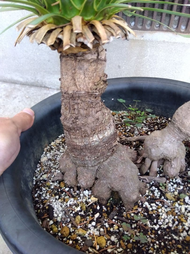 ユッカ　ロストラータ　9号鉢つき　ダブル❗