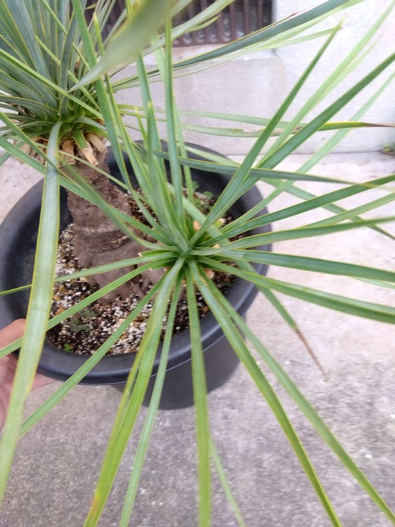 ユッカ　ロストラータ　9号鉢つき　ダブル❗