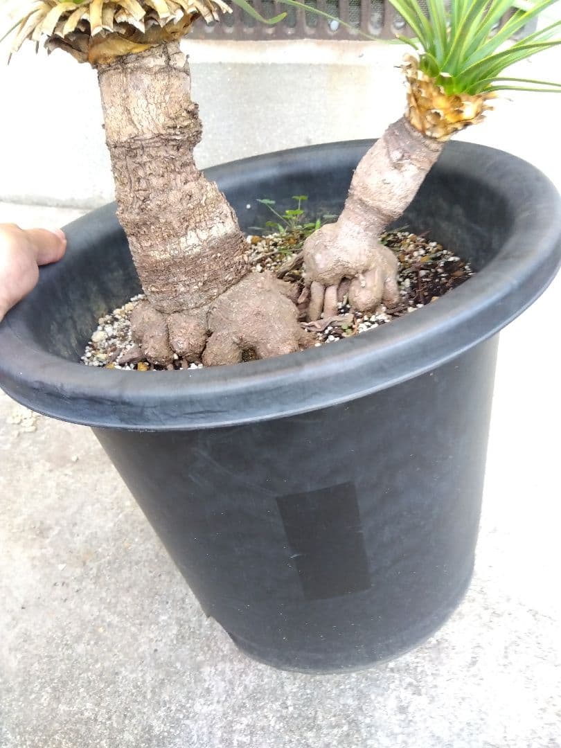 ユッカ　ロストラータ　9号鉢つき　ダブル❗