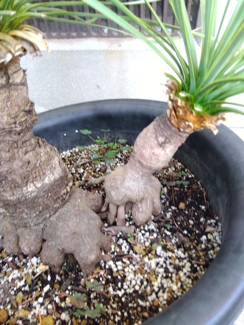 ユッカ　ロストラータ　9号鉢つき　ダブル❗