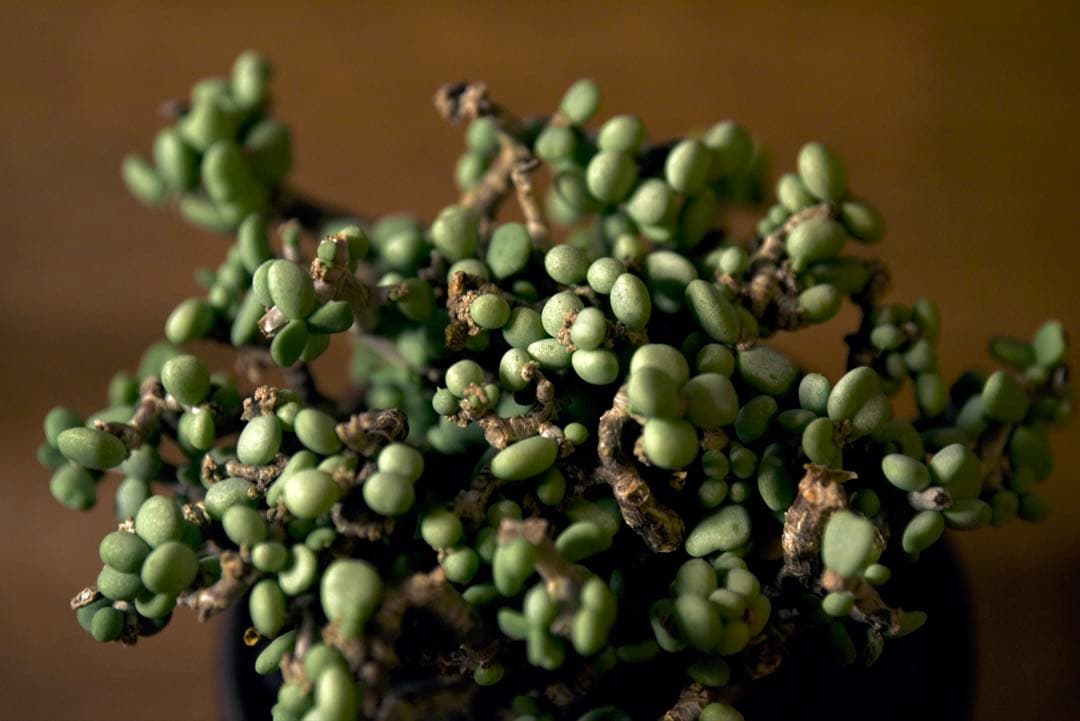 発根済 ケラリアピグマエア　塊根植物