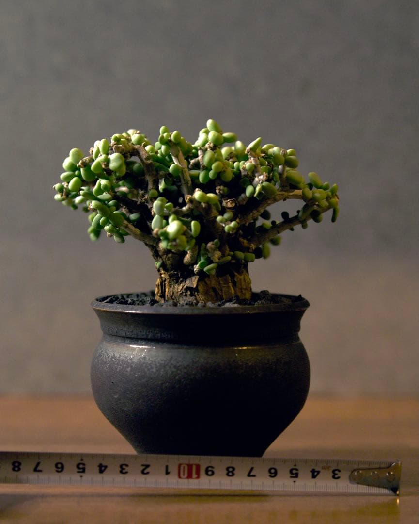 発根済 ケラリアピグマエア　塊根植物