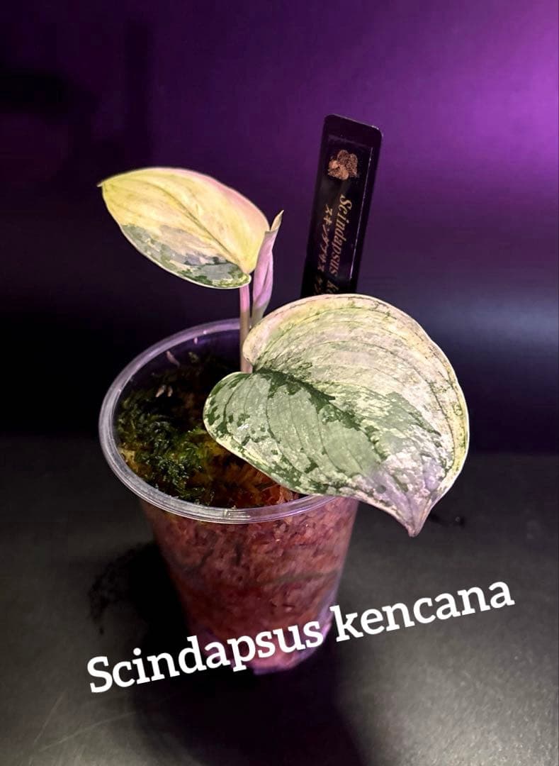 スキンダプサス ケンカナ 【レア】 クリスタルのおまけ付き　L5