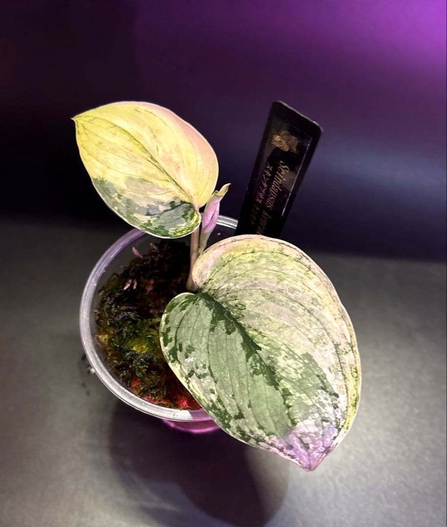 スキンダプサス ケンカナ 【レア】 クリスタルのおまけ付き　L5