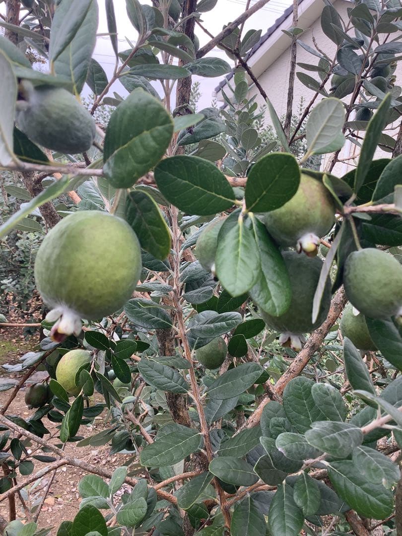 7-44果樹【*+ami♡ami+*フェイジョア】樹高約130cm【送料込