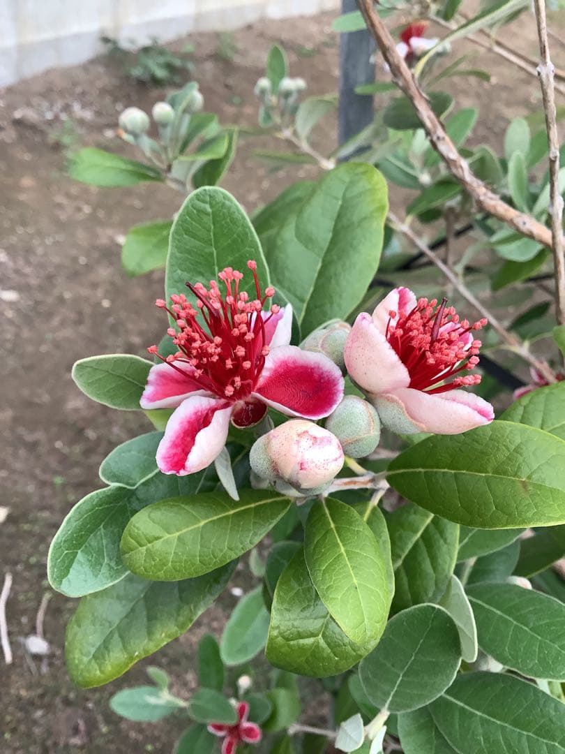 7-44果樹【*+ami♡ami+*フェイジョア】樹高約130cm【送料込