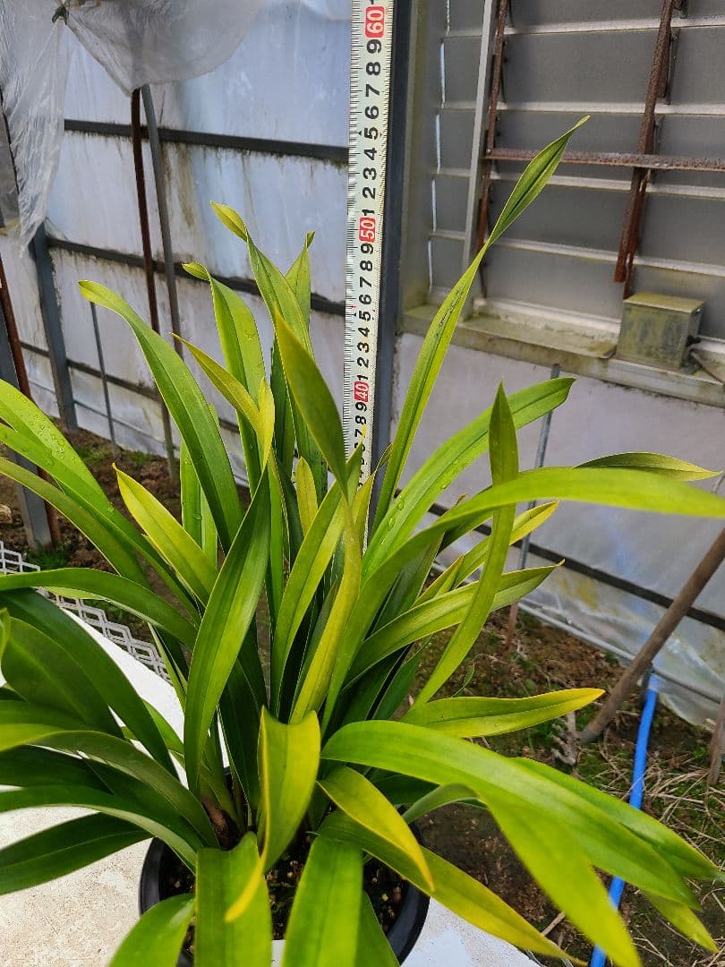 ぽんた