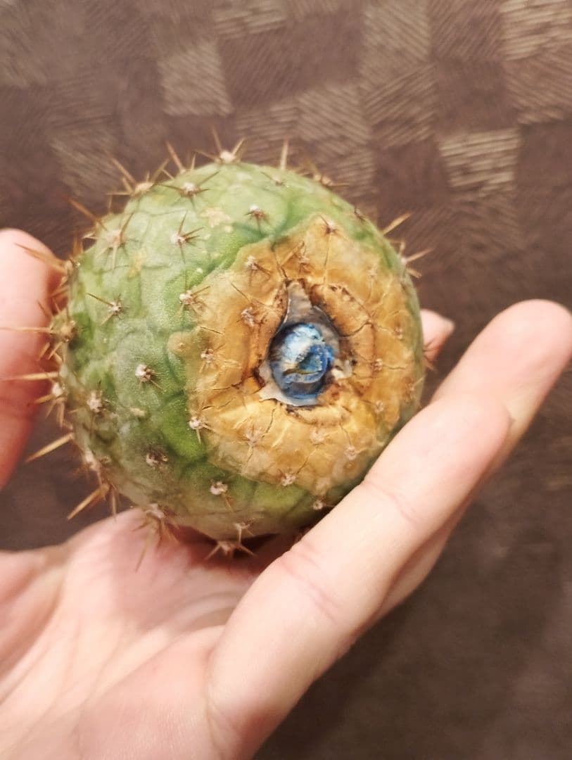 \"大株美株\" コピアポア 孤竜丸 コルムナアルバ