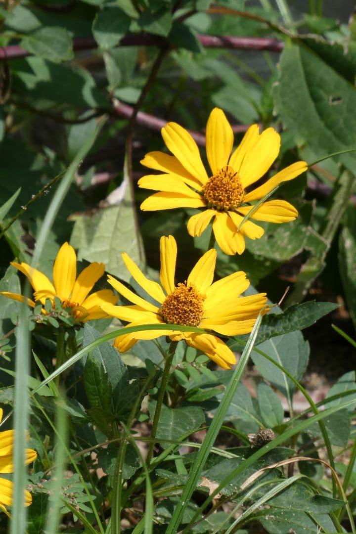 Panasonic Lumix DC-TZ99 ブラック