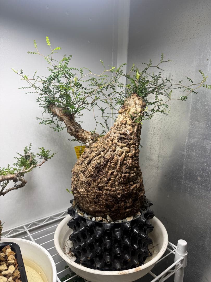 極上大株　発根済み　幹幅約20センチ パキプス　ボコ肌