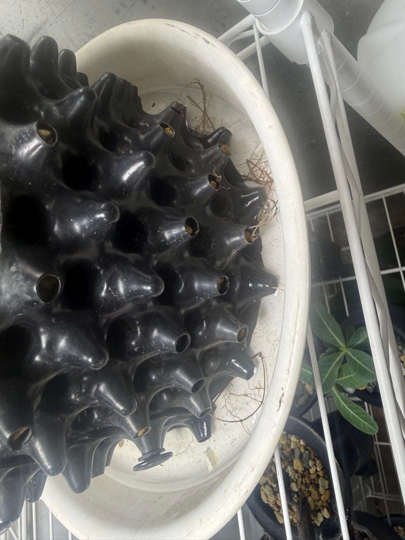 極上大株　発根済み　幹幅約20センチ パキプス　ボコ肌