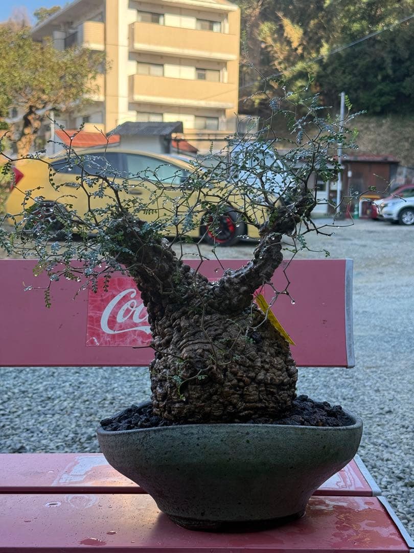 極上大株　発根済み　幹幅約20センチ パキプス　ボコ肌