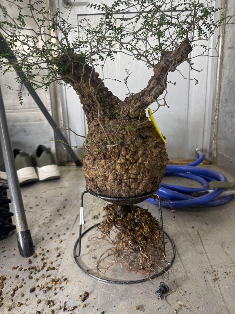 極上大株　発根済み　幹幅約20センチ パキプス　ボコ肌