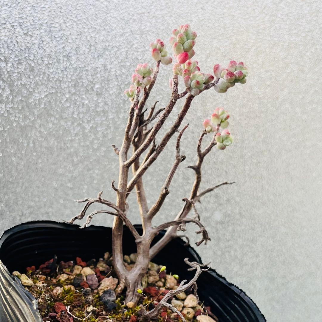 ◇ 15【現品　根本からカット】セダム「木立性ブレビフォリウム」3年生株