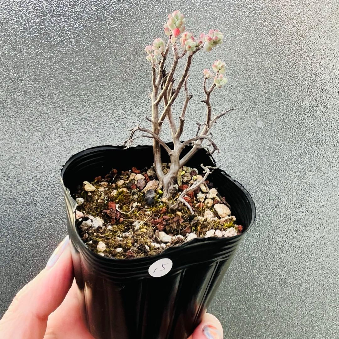 ◇ 15【現品　根本からカット】セダム「木立性ブレビフォリウム」3年生株