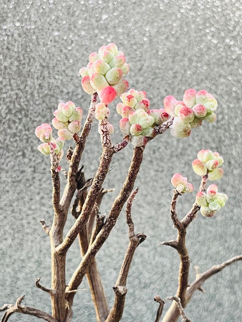 ◇ 15【現品　根本からカット】セダム「木立性ブレビフォリウム」3年生株