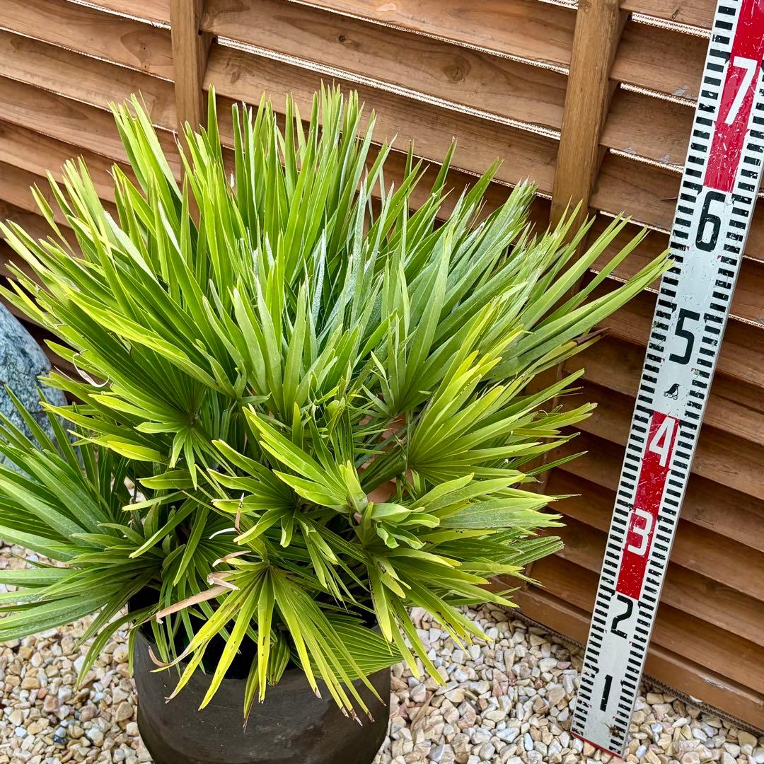 チャメロプス ボルケーノ